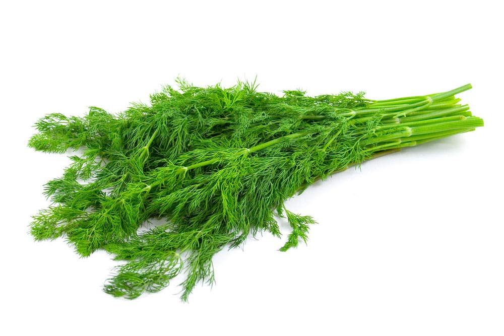 Fennel (Foeniculum Vulgare Florence) (1100+) Non-GMO, Easy to Grow, Gardening Seeds for Planting