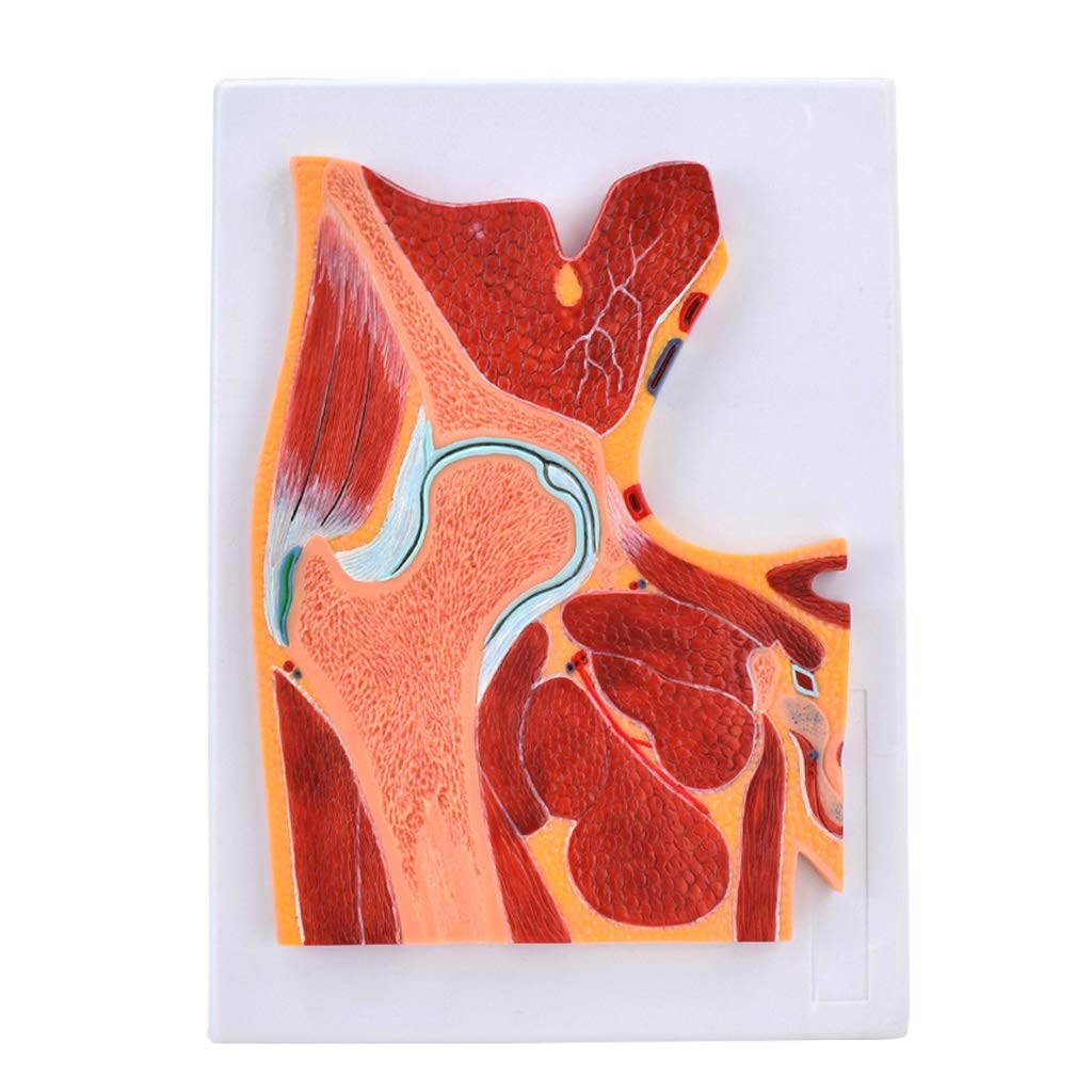 Sjdopulse Hip Skeletal Muscle Model - Human Hip Joint Anatomy Model - Human Joint Anatomy Model Used For Medical Educational Training Aid,Scientific Classrooms Study