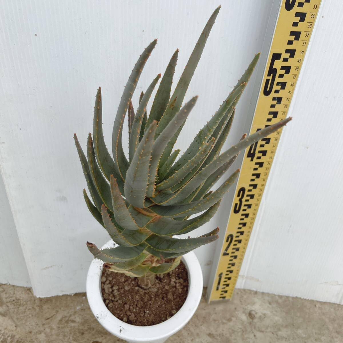 Amazon.co.jp: 多肉植物 アロエ デコトマ6号 Aloe 株立 品種レア