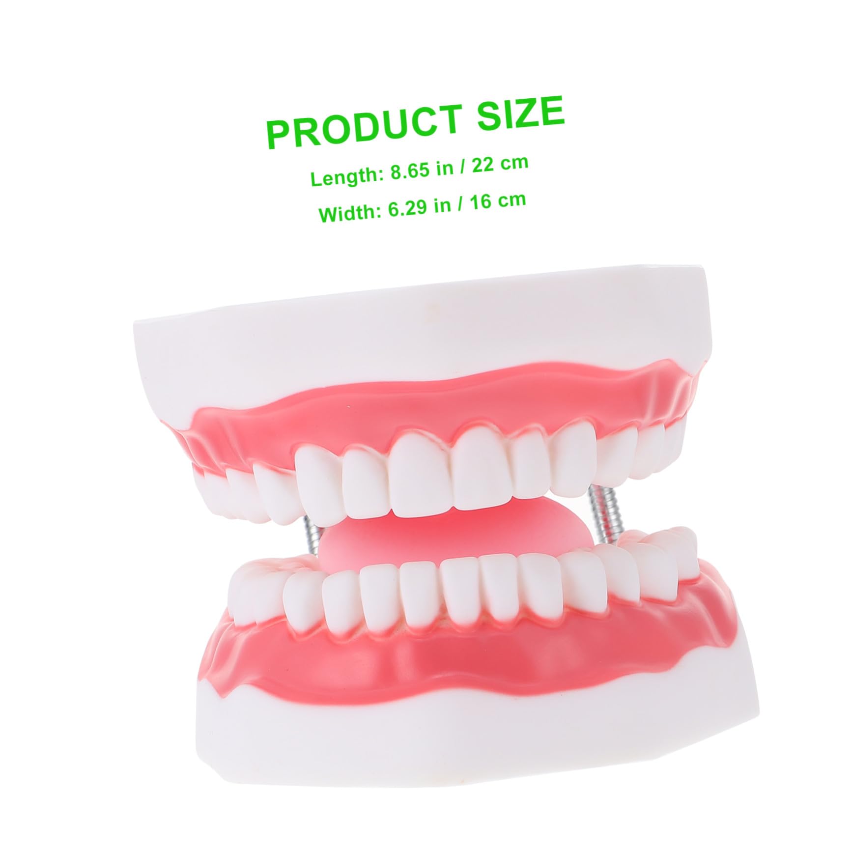 Modello Dentale Ingrandito 6x in Pvc Bianco con Spazzolino | Uso Didattico per Ragazzo Ragazza, Forma Creativa, per Insegnare la Pulizia Orale