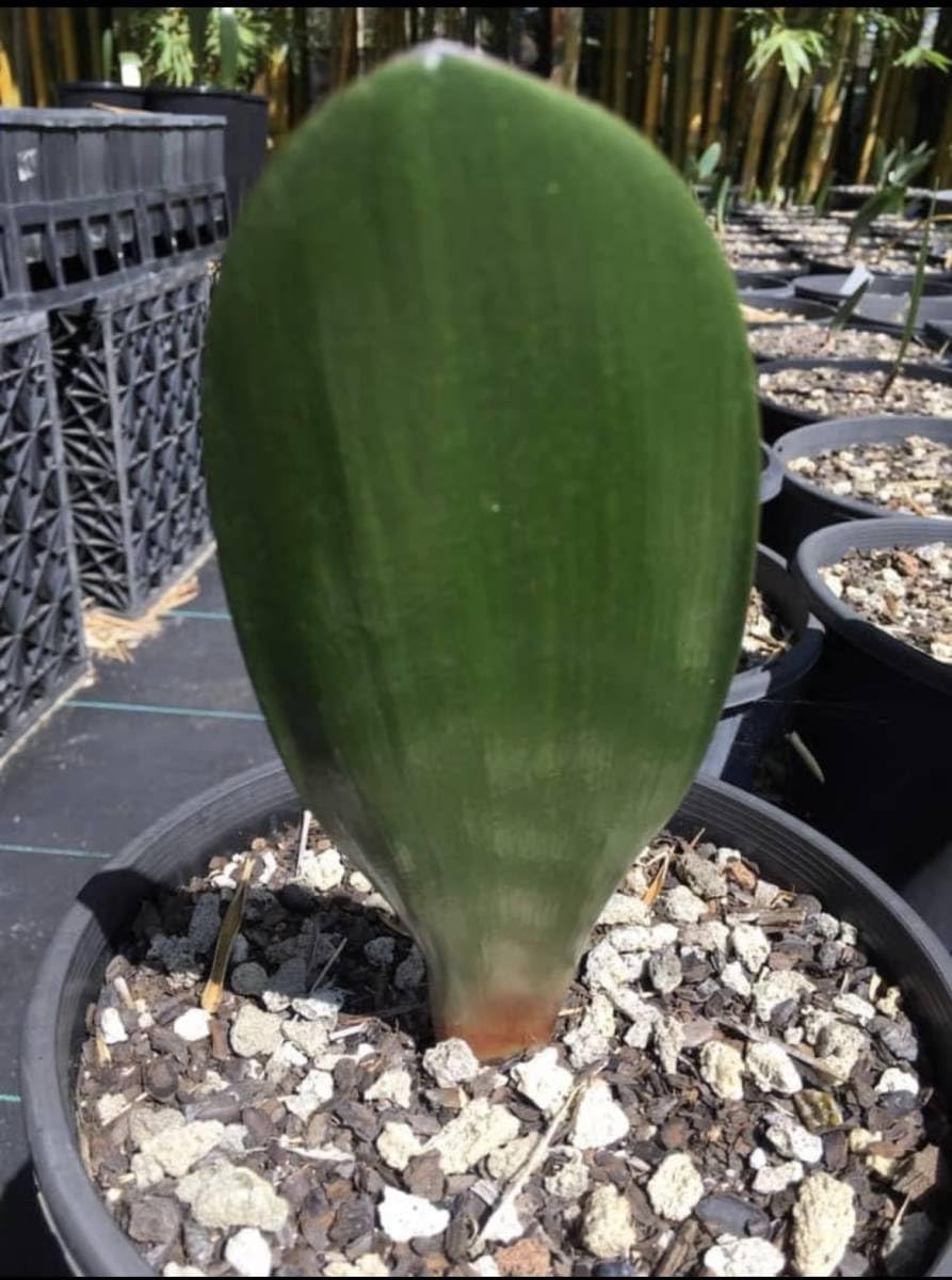 大玉約5-7cm希少サボテン ハエマンサス“ノルティエリ,Haemanthus