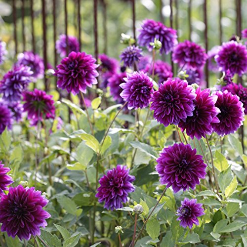 Easy to Grow Dahlia 'Thomas Edison' Divisions (3 Pack) - Multiple Tubers Per Plant, Dinnerplate Type Purple Flowering Blooms in Summer Gardens Easy to Grow Dahlia 'Thomas Edison' Divisions (3 Pack) - Multiple Tubers Per Plant, Dinnerplate Type Purple Flowering Blooms in Summer Gardens