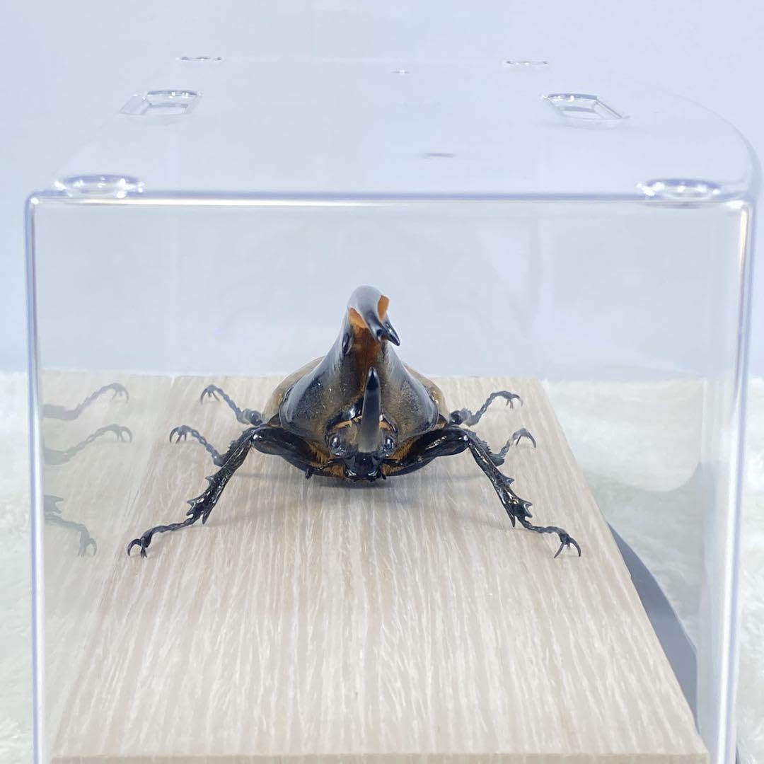 ヘラクレスオオカブト標本 (大型個体) Amazon.co.jp: 大型ヘラクレスオオカブト（ヘラクレス）の