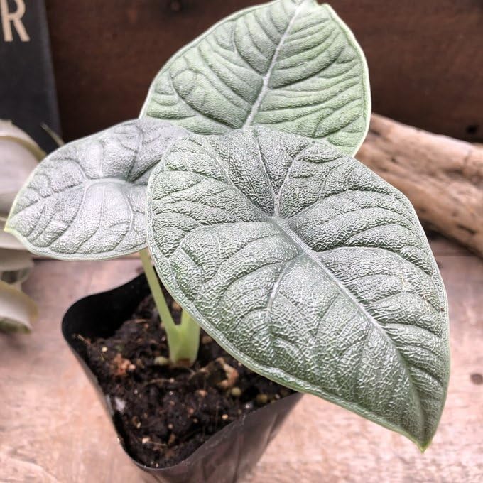Amazon｜メロ アロカシア 希少 観葉植物｜観葉植物 オンライン通販