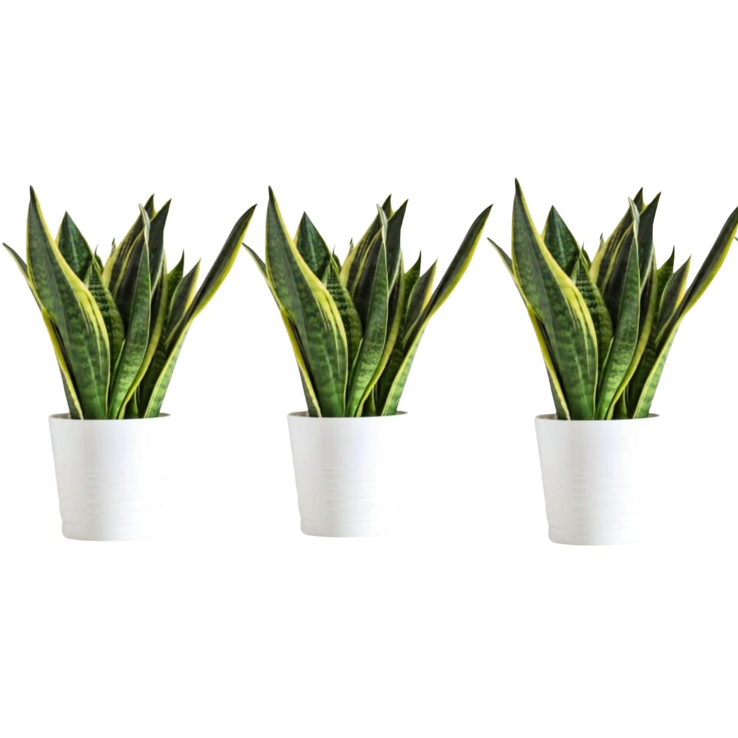 GOOD HOMES INDIA Snake Plant Pack of 3 | Snake Plant indoor Live Plant | Snake Plant With Pot | Good Luck Snake Plant | indoor Pants Pots | Desi Gardener Snake Plant | Good Luck Snake Plant (B0CN7D7R2S) Amazon Price History, Amazon Price Tracker