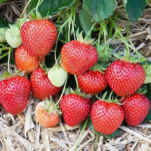 Carbeth Plants 6 x Strawberry Marsh-Mello Bare Root Plants - Grow Your Own Strawberries - Bare Root Strawberry Runners - Fruit Plant
