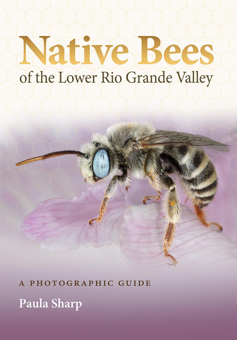 Abeilles Natives du Lower Rio Grande Valley livre pour identifier insectes