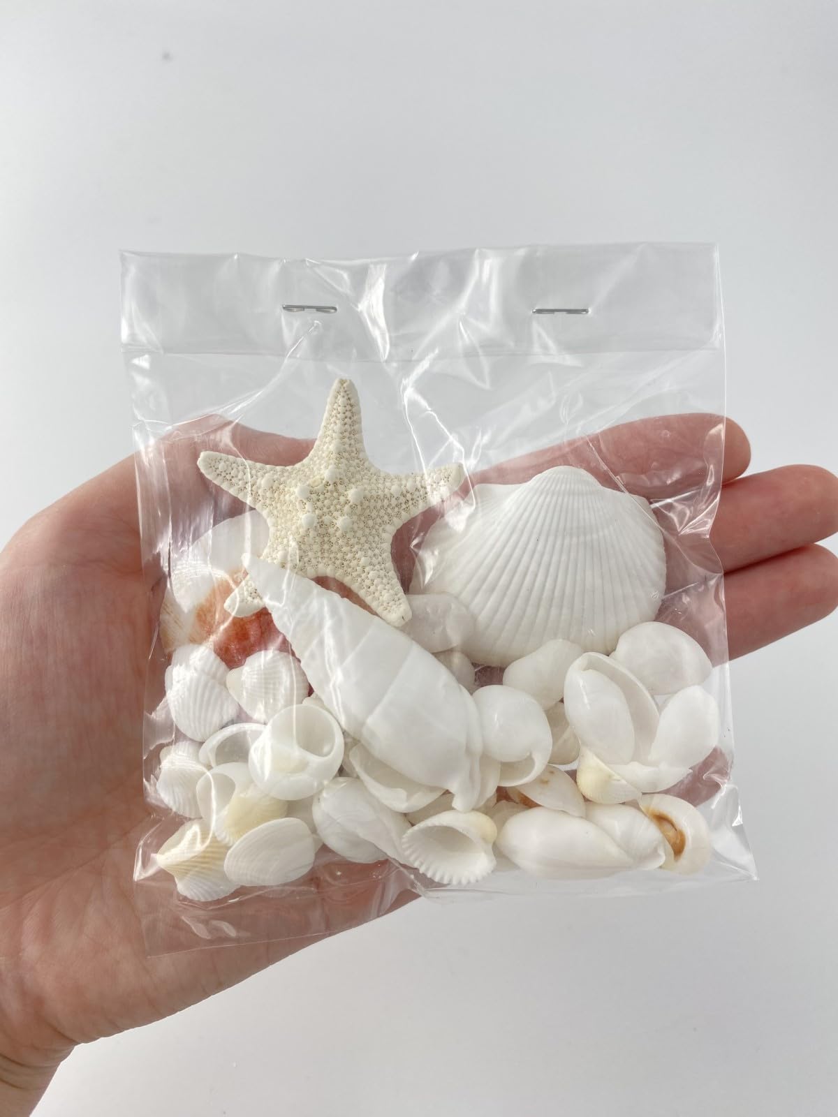 Amazon | 【貝殻の問屋さん】スモールシェルパック Type B 約1