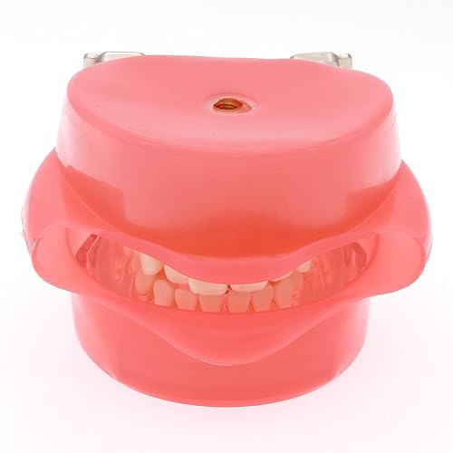 Miniatura 2 de Práctica dental estándar adulto 28pcs dientes extraíbles modelo M7008 con simulación mejilla Typodont goma suave para estudio enseñar