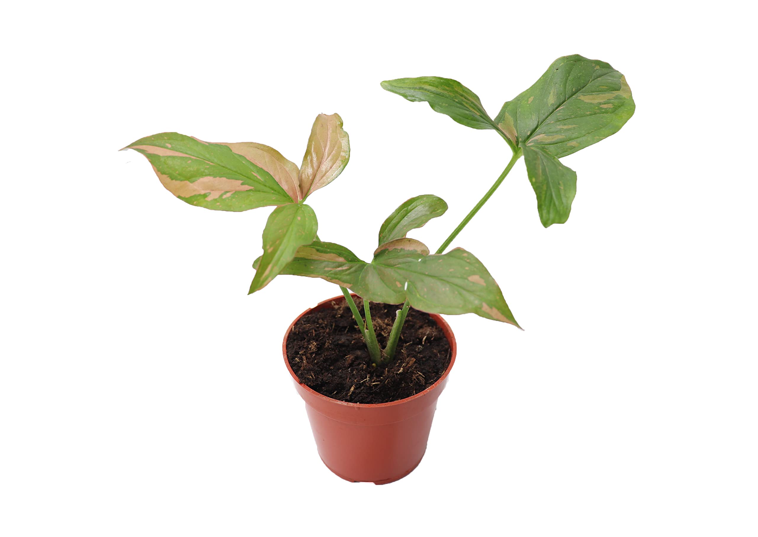 Syngonium Pink Splash - 4 inch from California Tropicals