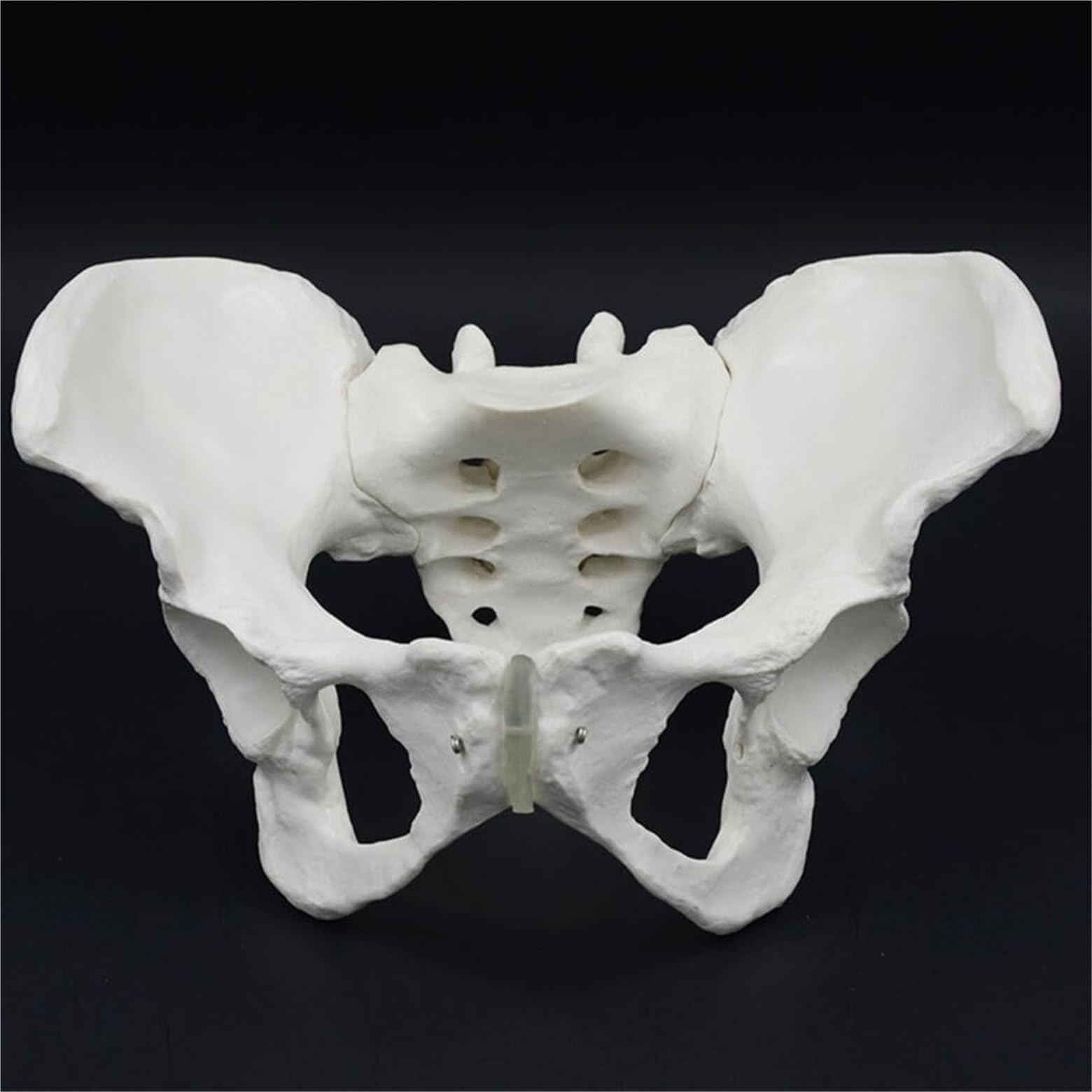 Anatomía De La Educación Modelo De Cuerpo Humano, Anatomía Pélvica Femenina, Modelos Anatómicos, Entrenamiento Cadera Muñeca de Anatomía