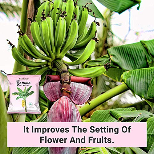 Image of TrustBasket Banana Plant Fertilizer Powder (250 Gm)