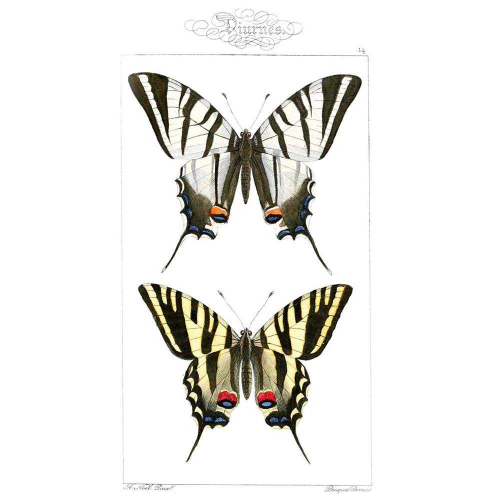 Wee Blue Coo Butterflies Tiger Art Print Poster Wall Decor 12X16 Inch
