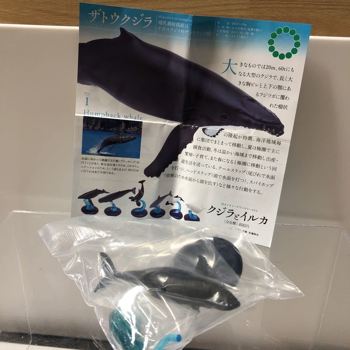 小笠原 ザトウクジラ テストショット ネイチャーテクニカラー