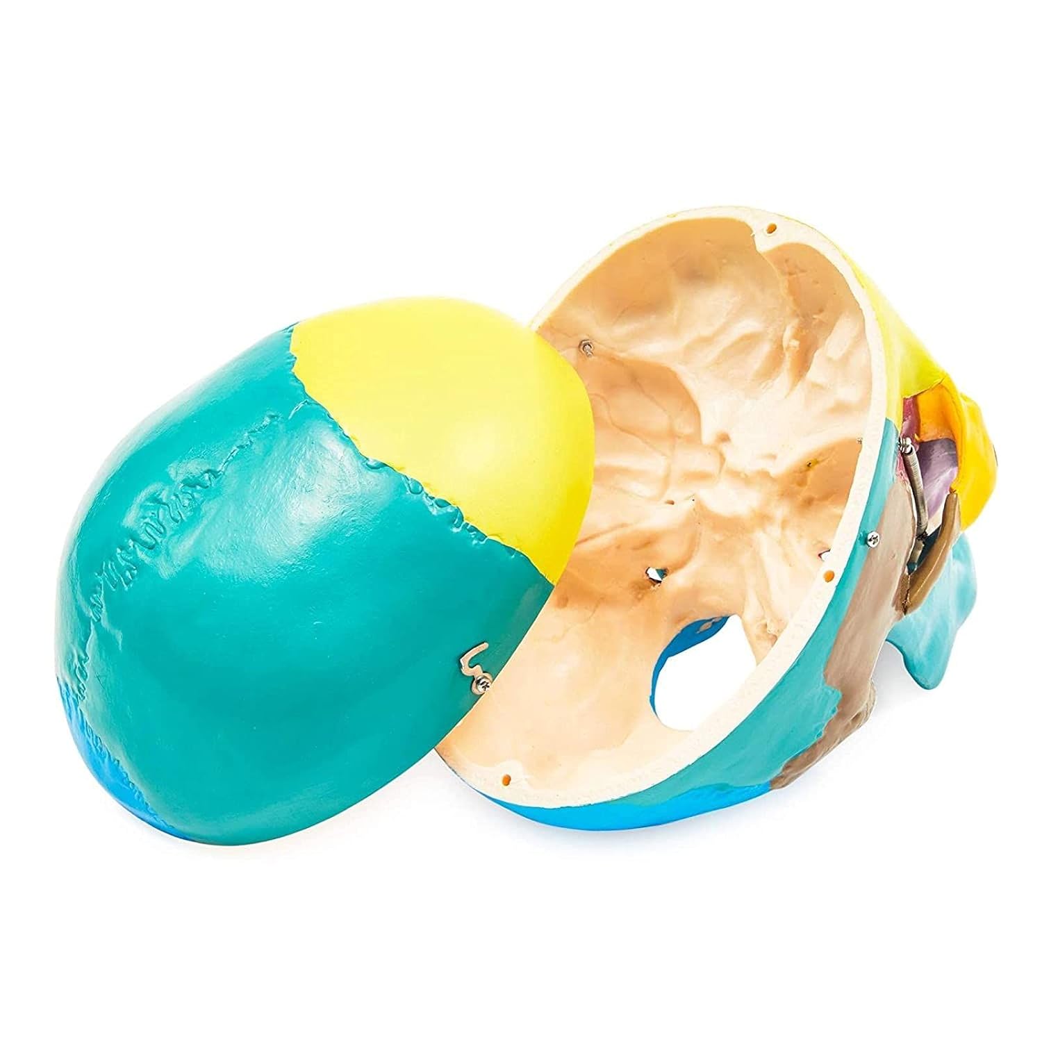 🛒 Crazy Deals Juvale Human Skull Model for Anatomy (Multicolored)