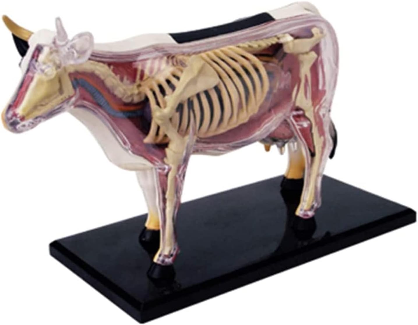 Amazon.com: Cow Anatomical Model Animal Anatomical Model Detachable Cow ...
