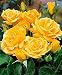 Rosaio a grappolo 'Arthur Bell'-cad.-Rose