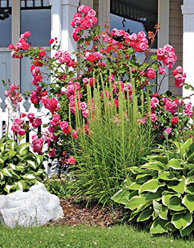 Northeast Home Landscaping, 3rd Edition: Including Southeast Canada (Creative Homeowner) 54 Landscape Designs, 200+ Plants & Flowers Best Suited to CT, MA, ME, NH, NY, RI, VT, NB, NS, ON, PE, & QC - Image 7