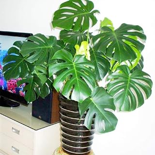 Glamaours 30Pcs Swiss Cheese Plant, Monstera Deliciosa Bonsai Indoor Plant Seeds for Home Garden Balcony Decor