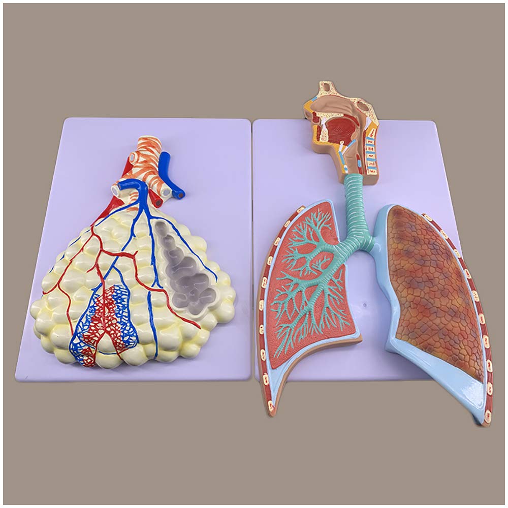 Sjdopulse Anatomical Model Of Human Respiratory System - Human Organ Anatomy Model Segment Lung Nasal Cavity Model - Pvc Material Alveolar Lobe Model Medical Teaching Model