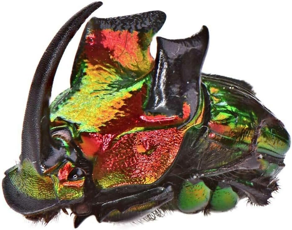 Real Red Form Phanaeus Demon Male Horned Rhinoceros Dung Beetle