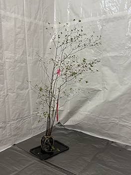 アブラツツジ　山採り Amazon.co.jp: 山採りアブラツツジ 油4 H130cm W100cm : 食品・飲料・お酒