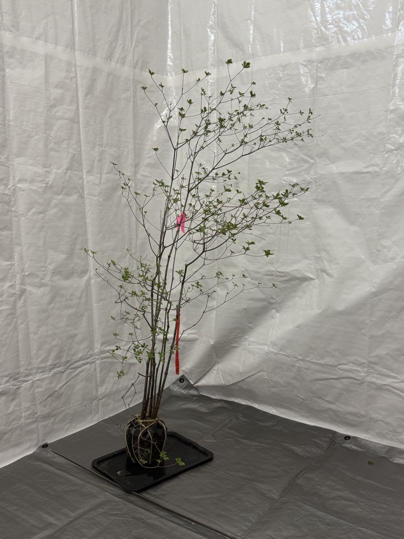 Amazon.co.jp: 山採りアブラツツジ 油4 H130cm W100cm : 食品・飲料・お酒