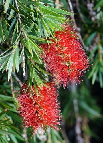 Two crimson bottlebrush flowers on a branch