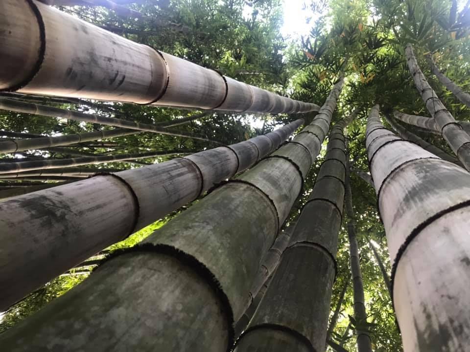 Giant Bamboo Plant Seeds, Fast Growing Tall Timber Bamboo for Garden, Outdoor Usage-image-48