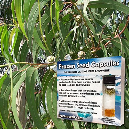 Eucalyptus seeds (eucalyptus globulus) 20+ medicinal herb seeds i…