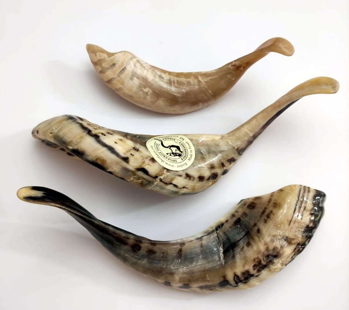 New Shofarot israel Judaica Oil Anointing Rams Horn From the Holy Land, one item at order