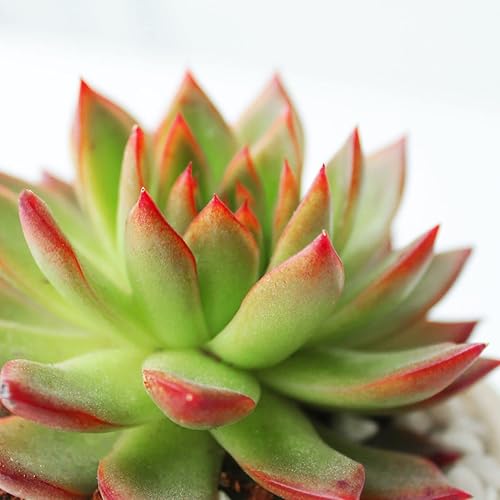 Miniatura 6 de Echeveria Agavoides - Lápiz labial de 4 pulgadas  Suculenta saludable Echeveria Live de fácil cuidado, planta interior de casa, totalmente arraigada