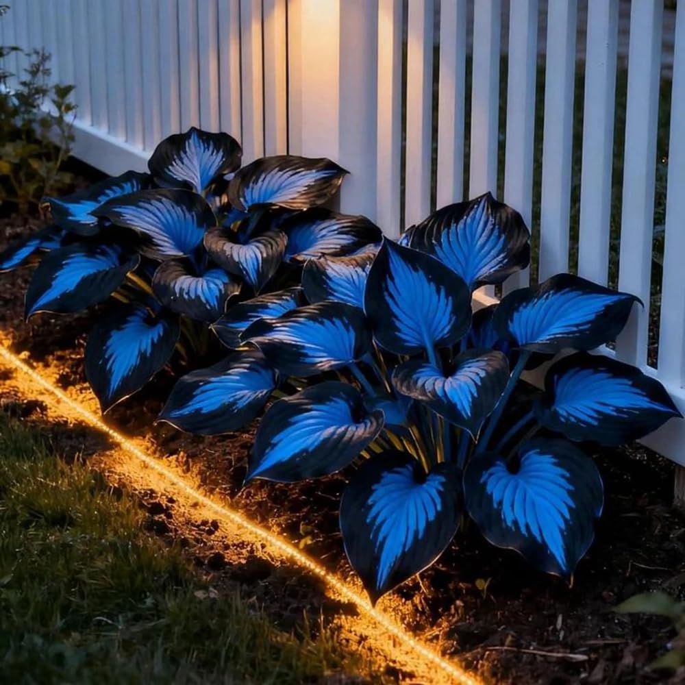 Mixrug 285+ Hostas Seeds Dark Blue for Planting-Hostas Seeds Blue Perennials- Rare Hosta Seed Midnight Blue Plants Non-GMO Heirloom for Outside Garden Home — view 5