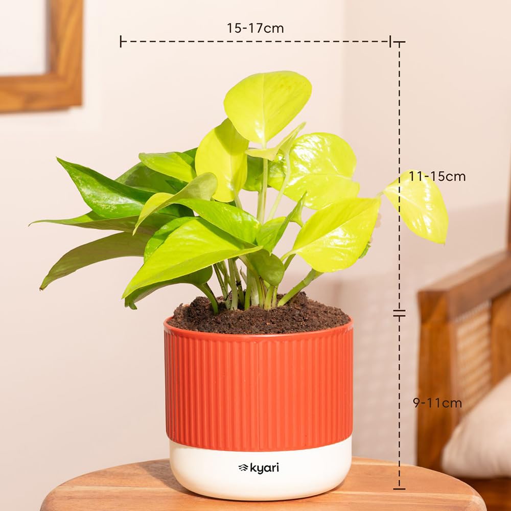Lucky Jade & Golden Money Plants - Self Watering Pots -2