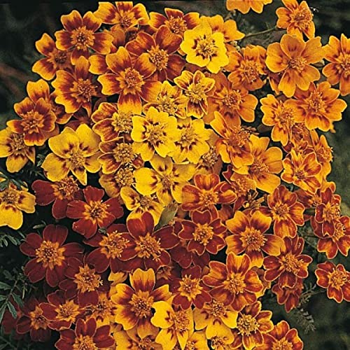 Graines Tagetes Tenuifolia Lulu - Souci doré 50 graines annuelles