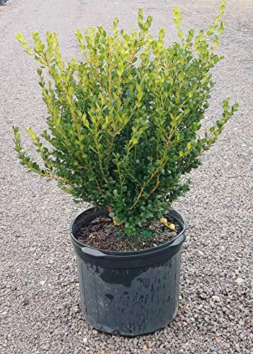 Wintergreen Boxwood (2.5 Gallon) Low-Maintenance Evergreen Hedge Shrub - Full Sun Live Outdoor Plant #TOP1