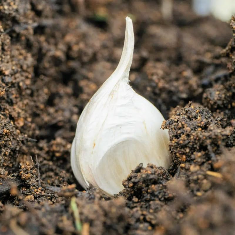 Mix Garlic Bulbs for Planting, 4 Bulbs, Mixed Types, Each Type One Bulb, Hardneck Softneck Garlic Bulbs, for Gardening Outdoors