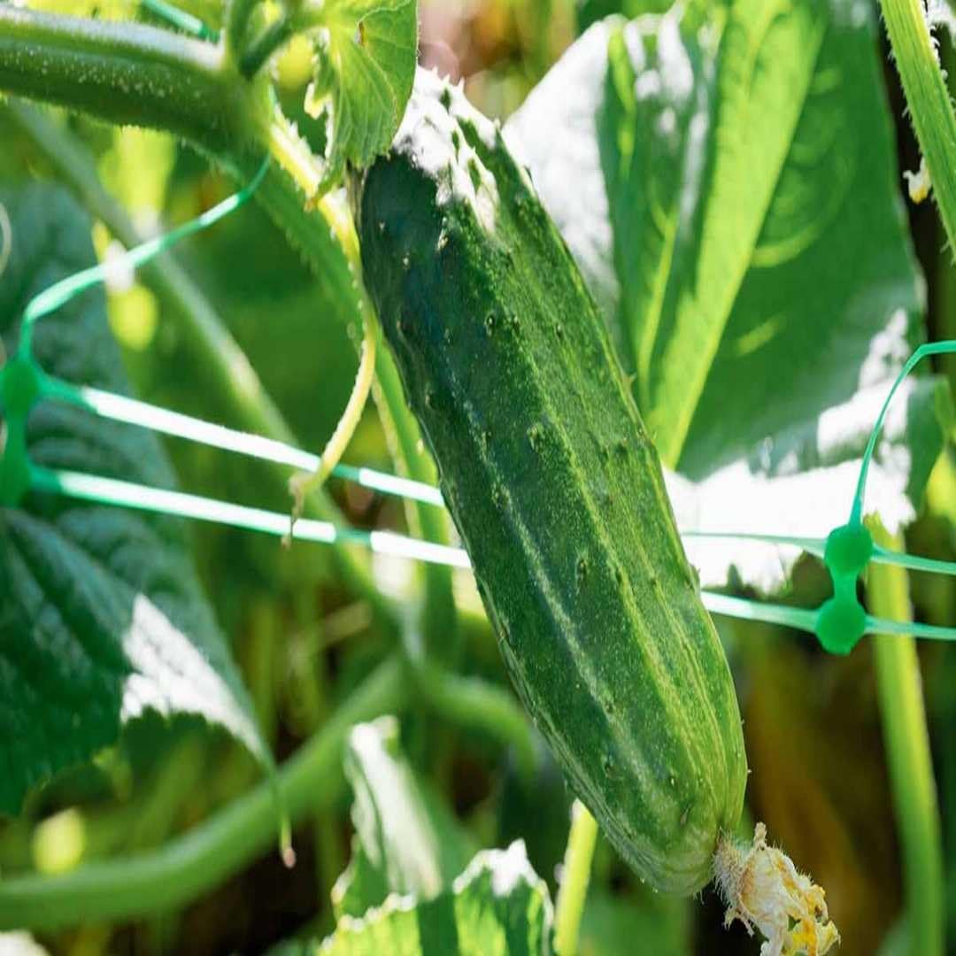 Zeniso® Gherkins Pickling Cucumber Seeds - Vegetable Seeds, Indian Vegetable Seeds, High Germination Seeds For Home & Garden (B0DBZH8NYR) Amazon Price History, Amazon Price Tracker