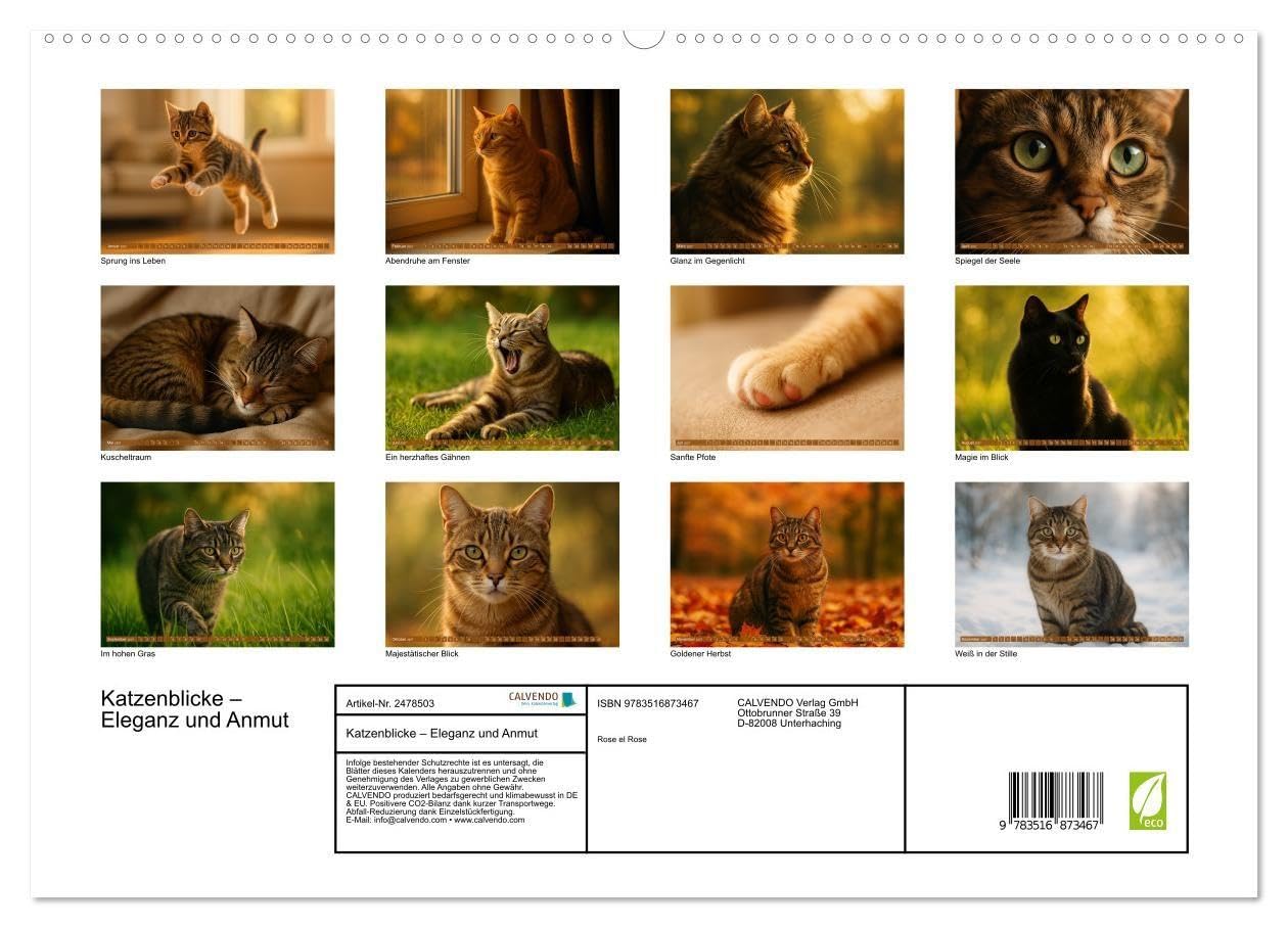 Katzenblicke – Eleganz und Anmut (hochwertiger Premium Wandkalender 2027 DIN A2 quer), Kunstdruck in Hochglanz: Kunstvolle Katzenbilder fürs ganze Jahr (CALVENDO Tiere)
