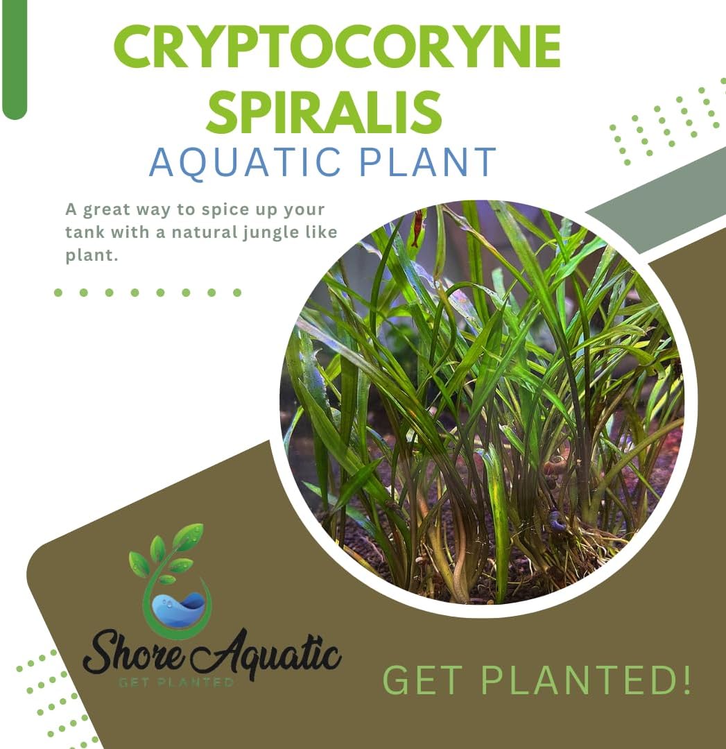 Cryptocoryne Spiralis Freshwater Aquatic Plant (Shore Aquatic) - Robust and Elegant - 1/3/5 Bunch Pack Options (5 Pack)