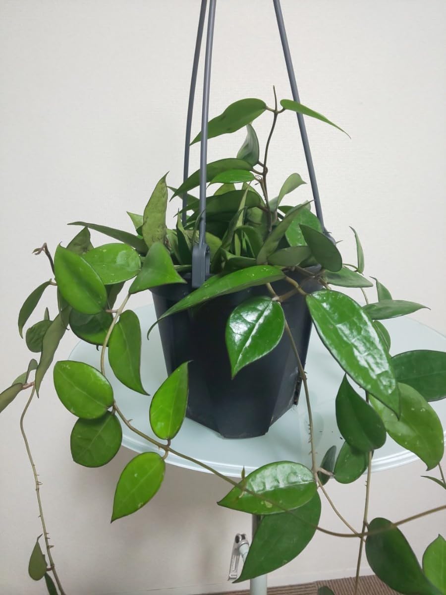 Amazon.co.jp: パラシティカ ブラックエッジ ホヤ Hoya Parasitica