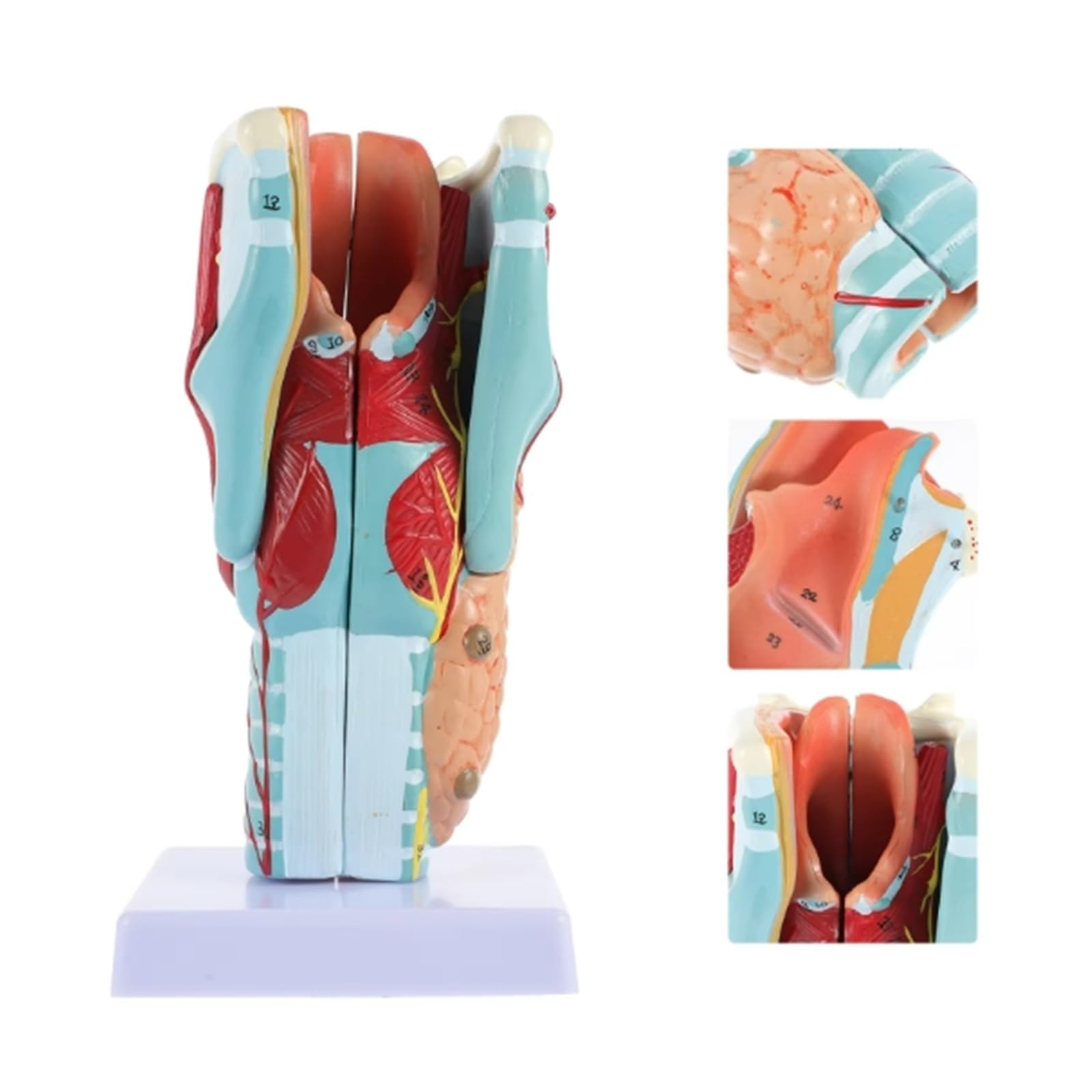 GTHTUHFD Model Larynx Throat Anatomy Human Laryngeal Plastic Labeled