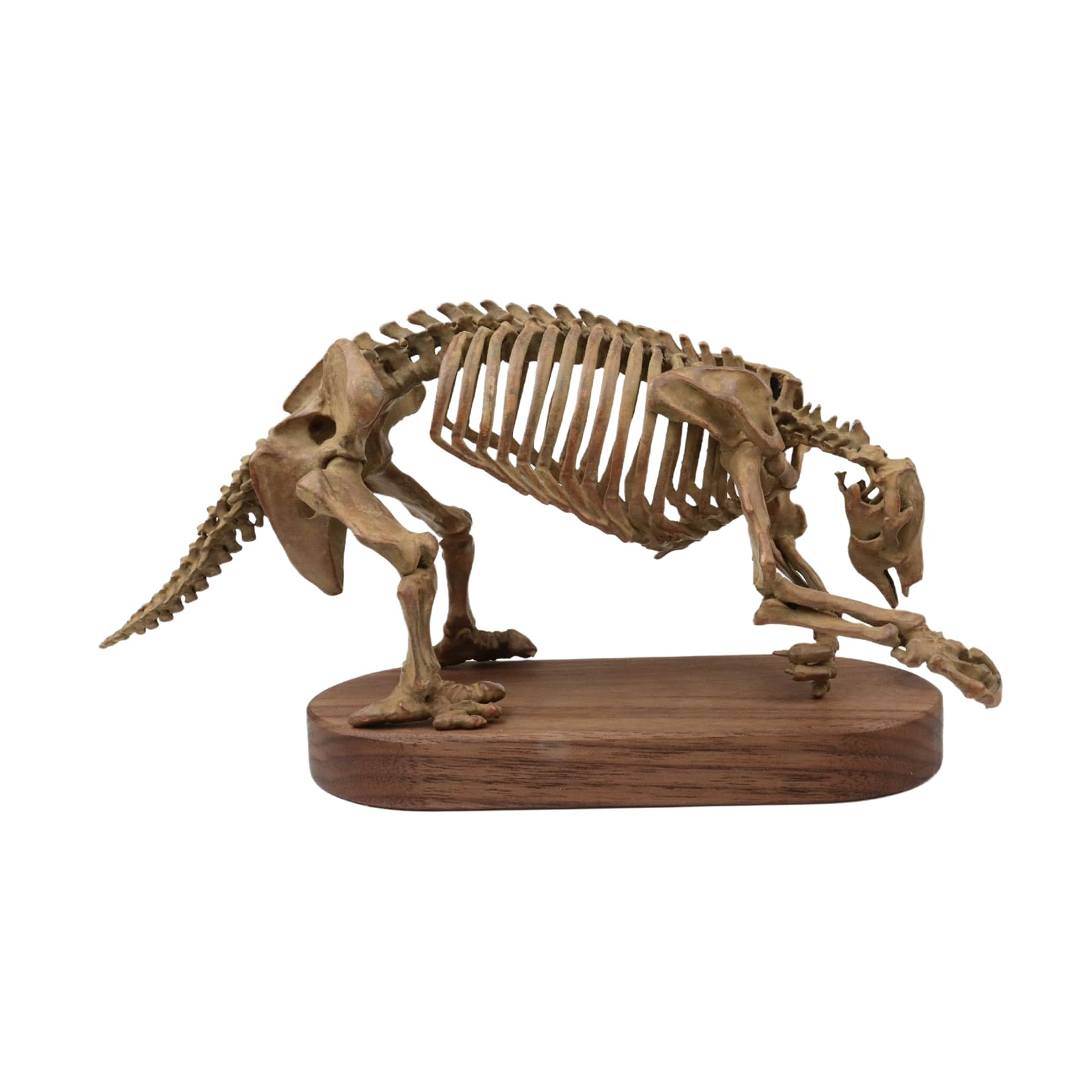 恐竜骨格フィギュア カプセルQミュージアム 恐竜発掘記 恐竜全身骨格展示室 全10種/1