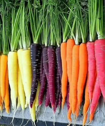 Semi di Carota Arcobaleno Multicolore, Mix di 7 Varietà Organiche, Confezione da 600 Semi per Orto e Giardino