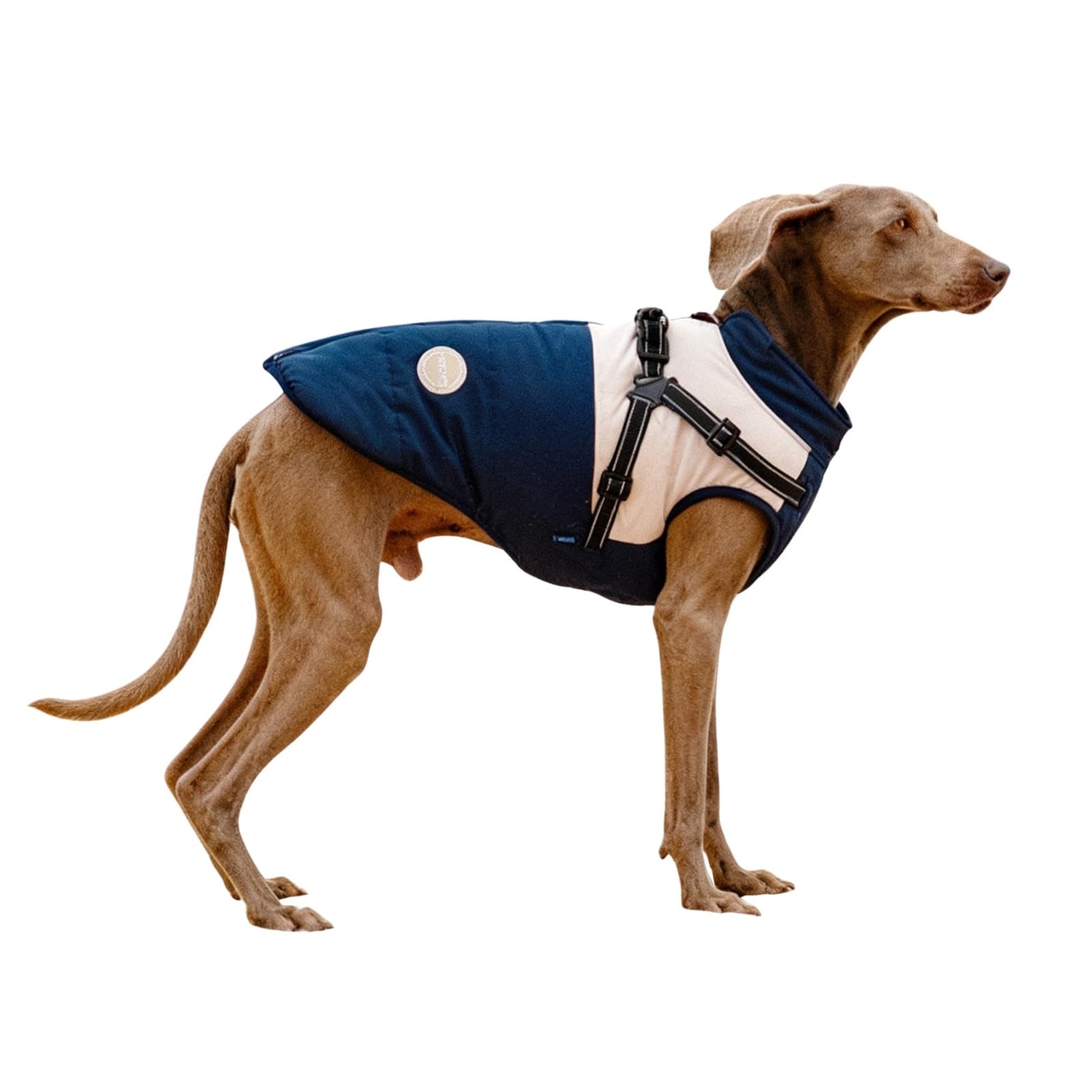 BT Bear Dog Winter Coat With Harness for Small Medium Large Dogs Winter Jacket Outdoor,Waterproof Adjustable Pet Warm Clothes,Blue_XL