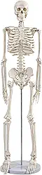 Modelo de anatomia esqueleto mini 91 cm, esqueleto humano articulado, ferramenta educacional para ortopedia e estudo universitário, inclui suporte de metal e tabela de esqueleto