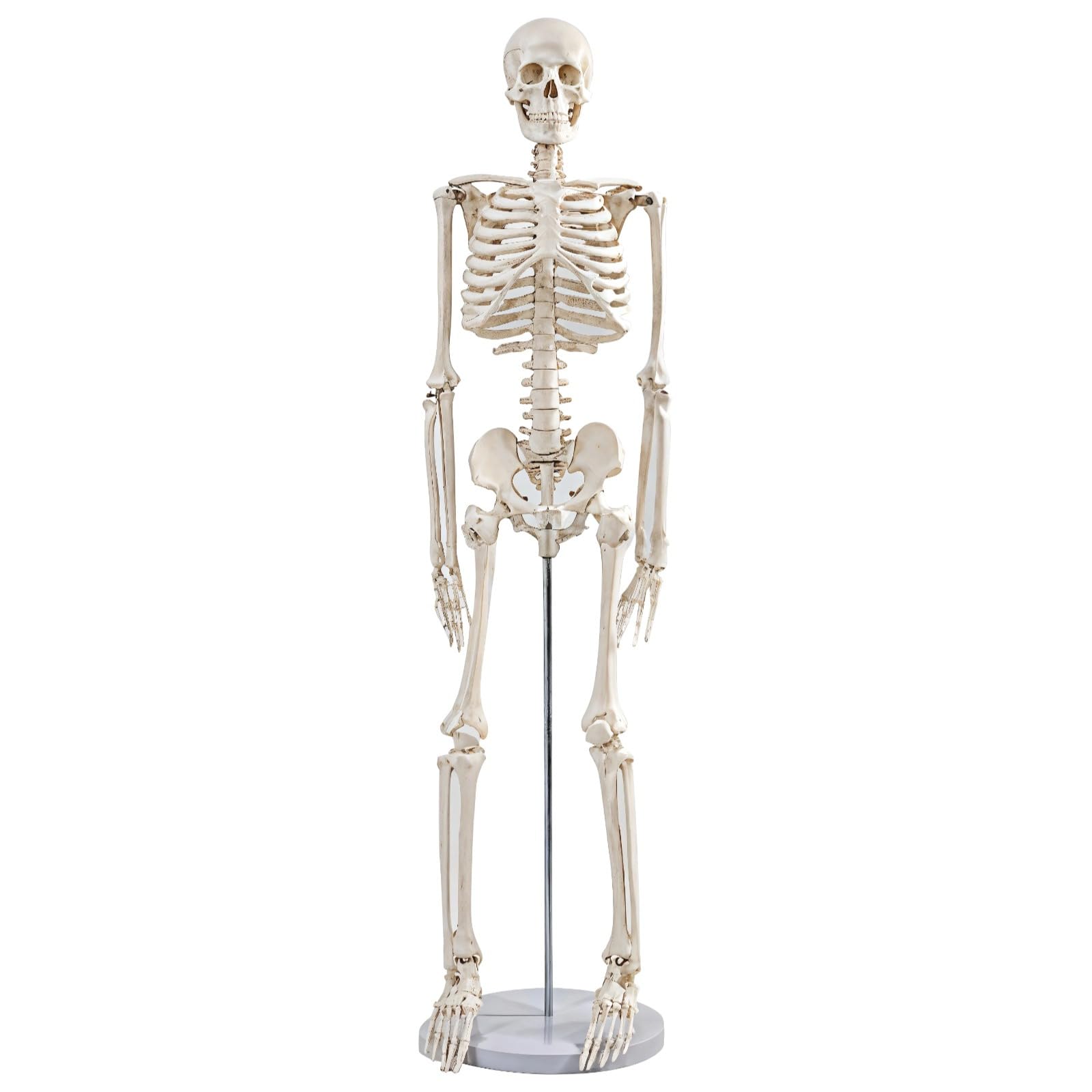 Model anatomii ludzkiego szkieletu, 81 cm, mini figura, idealne narzędzie edukacyjne do studiów i ortopedii, zawiera wykres i metalowy stojak
