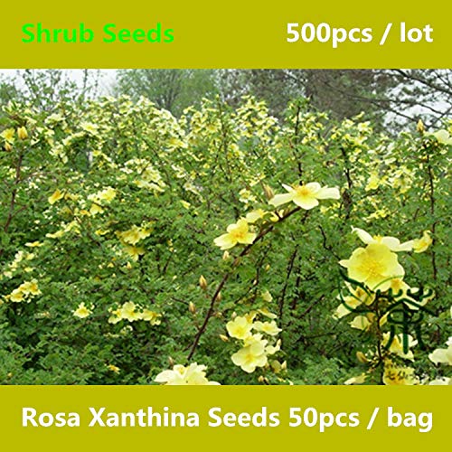 Shopmeeko ^^Widely Rosa Xanthina ^^^^ 500pcs, Very Popular Deciduous Shrub Manchu Rose ^^^^, Rosaceae Family Huang Ci Mei ^^^^
