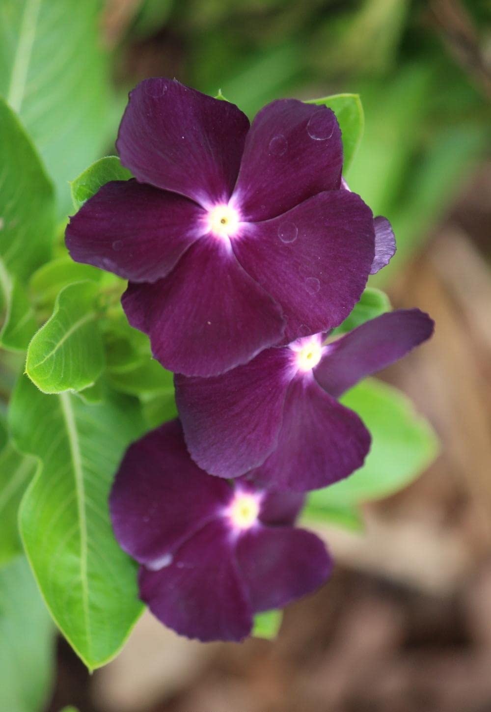 See full amazon price history chart for Grixisonsazia Vinca Blackberry / Sadabahar Flower Seeds For Gardening Planting (Pack Of 100 Seeds) Grixisonsazia Vinca Blackberry / Sadabahar Flower Seeds For Gardening Planting (Pack Of 100 Seeds) (B0B5Y96KXV) Amazon Price History, Amazon Price Tracker