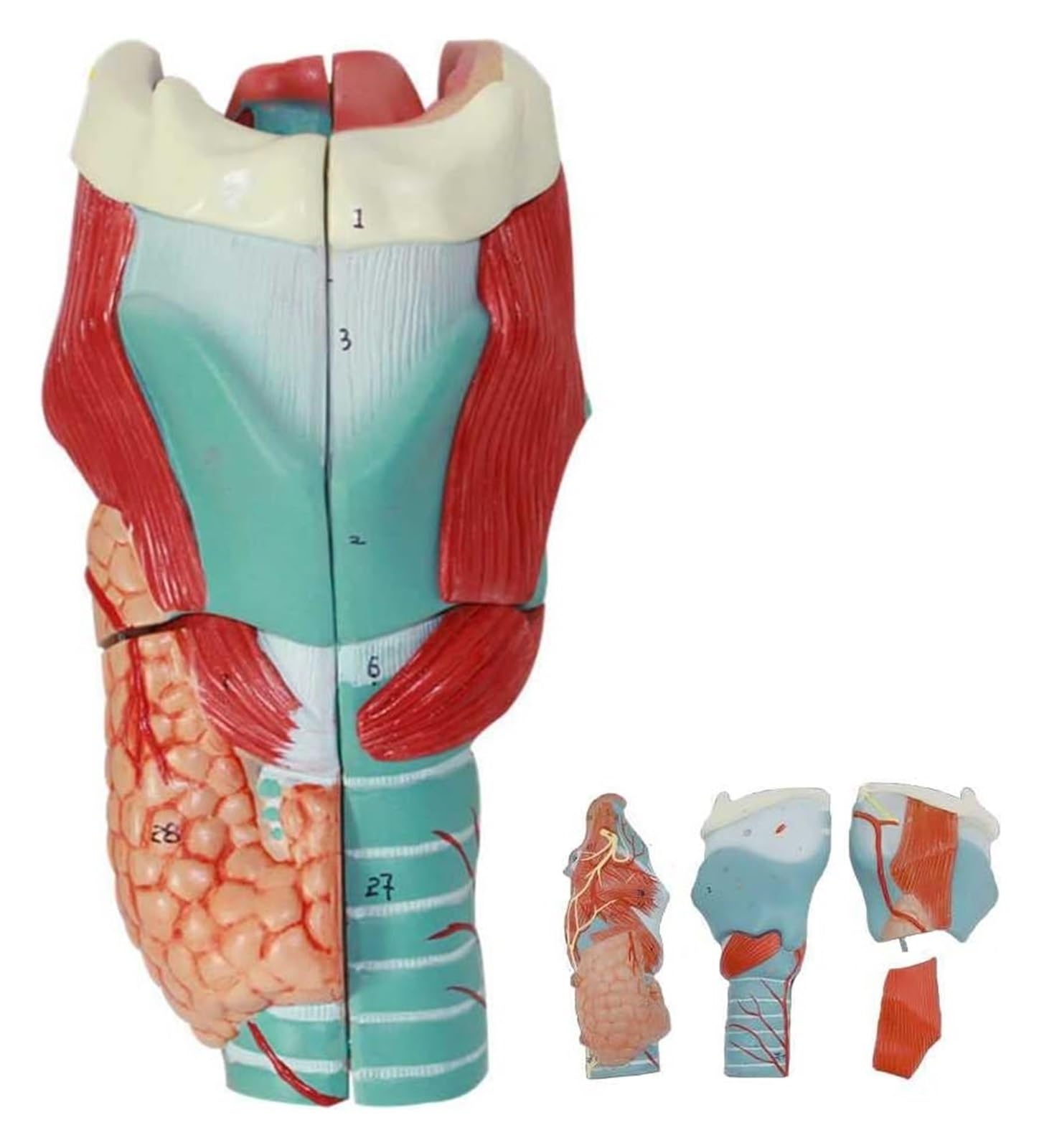 Modèle larynx AMITD en 5 pièces détachables avec base pour étude anatomique